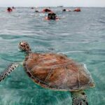 Snorkel Tulum: 2 reef point, 1 hour 20 minutes tour - The Itinerary Breakdown: What to Expect