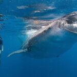 Snorkel with a Whale Shark In Los Cabos - What’s Included and How It Adds Value