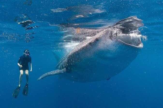 Snorkel with a Whale Shark In Los Cabos - What’s Included and How It Adds Value