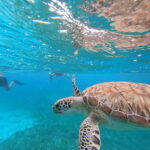 snorkel with tropical fish, reefs, and in search of turtles - Detailed Breakdown of the Itinerary