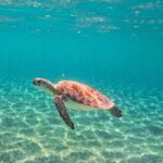 Snorkeling Adventure Swim with Sea Turtles at Akumal - Practical Details and Tips