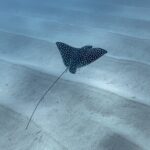 Snorkeling in San Jose del Cabo - What’s Included and What You Get