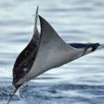 Snorkeling with Mobulas in La Ventana Bay Round trip from La Paz - Who Is This Tour Best For?