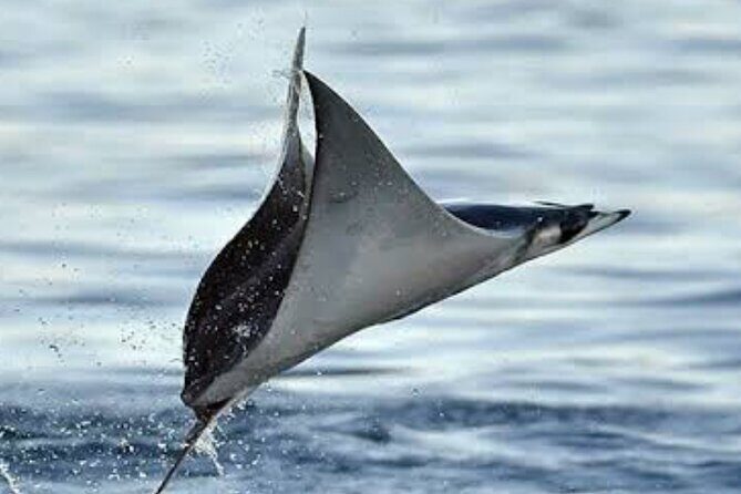 Snorkeling with Mobulas in La Ventana Bay Round trip from La Paz - Who Is This Tour Best For?