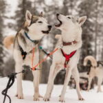 Snowy Trails Husky Safari (5 Km) - Detailed Itinerary Breakdown