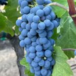 Sonoma: Sonoma Plaza Walking Tour - What You Can Expect During the Tour