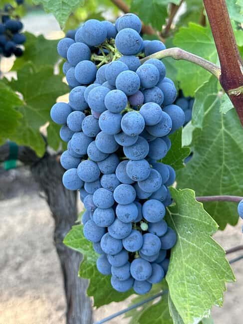 Sonoma: Sonoma Plaza Walking Tour - What You Can Expect During the Tour