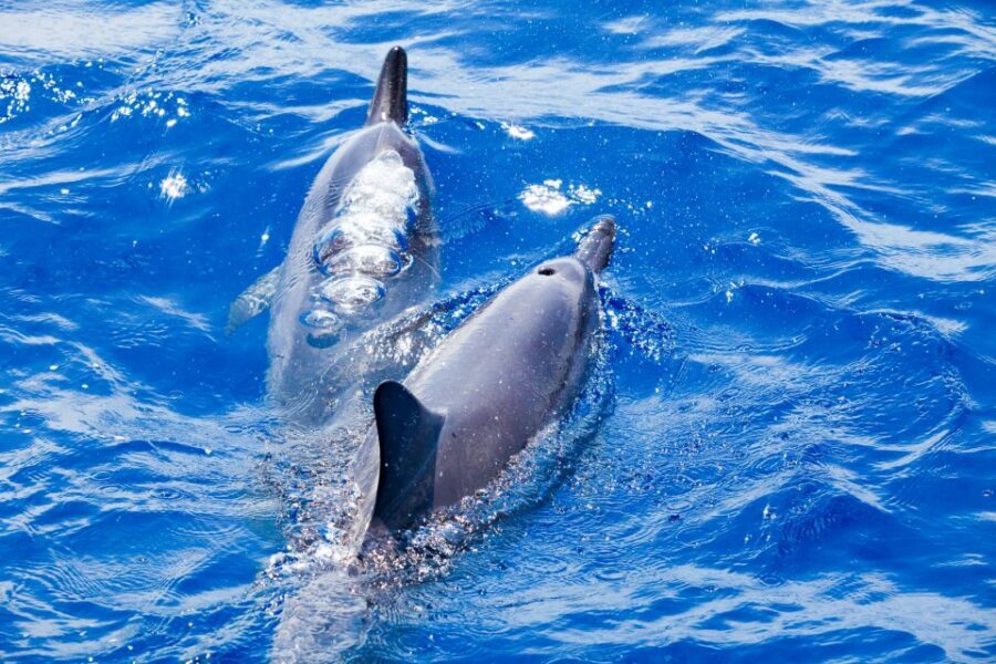 South Maui: Molokini & Turtle Adventure from Maalaea Harbor - A Deep Dive into the Experience