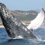 Speed Boat Whale Watching Tour - What to Expect on the Tour