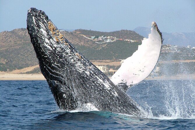 Speed Boat Whale Watching Tour - What to Expect on the Tour