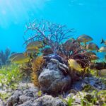Speed Through Cancun: Explore Mangroves, Reefs & MUSA in One Tour - In The Sum Up