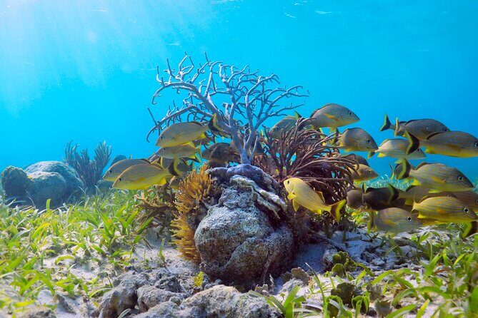 Speed Through Cancun: Explore Mangroves, Reefs & MUSA in One Tour - In The Sum Up