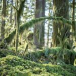 Squamish Trail Running Adventure - The Guide and Safety