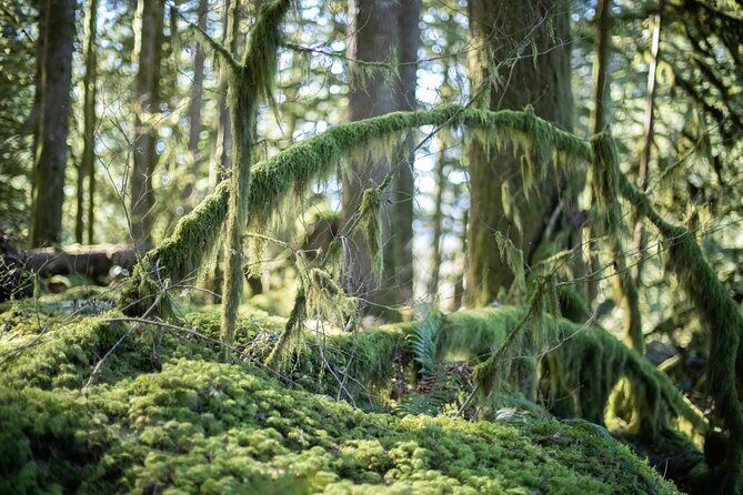 Squamish Trail Running Adventure - The Guide and Safety