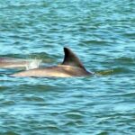 St. Augustine: Dolphin and Wildlife Historical Boat Tour - An Overview of the Experience
