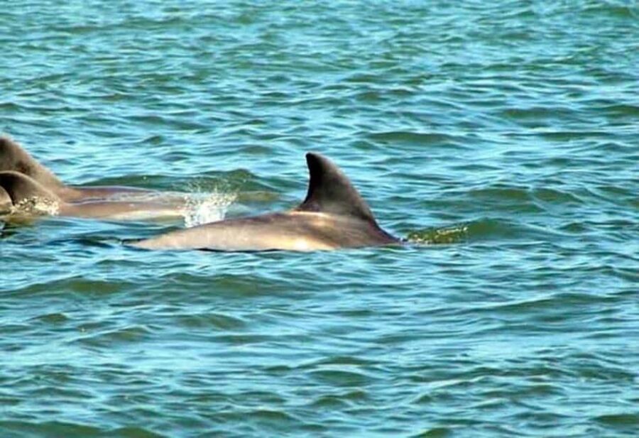St. Augustine: Dolphin and Wildlife Historical Boat Tour - An Overview of the Experience