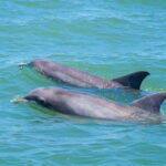 St. Augustine: Expert-Led Dolphin & Wildlife Eco Adventure - The Sum Up