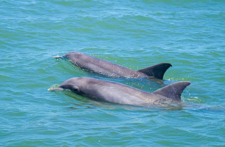 St. Augustine: Expert-Led Dolphin & Wildlife Eco Adventure - The Sum Up