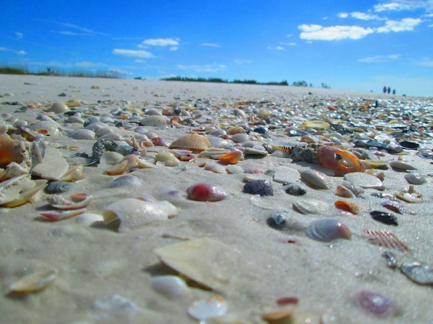 St. Petersburg, FL: 4-Hour Private Beach Tour - Is This Tour Worth It?
