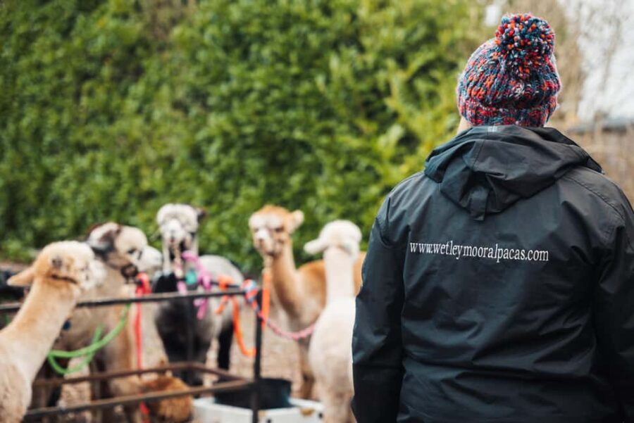 Staffordshire: Wetley Moor Alpaca Trekking Experience - FAQs