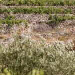 Stari Grad: Private Tuk-Tuk tour with Wine tasting - FAQs