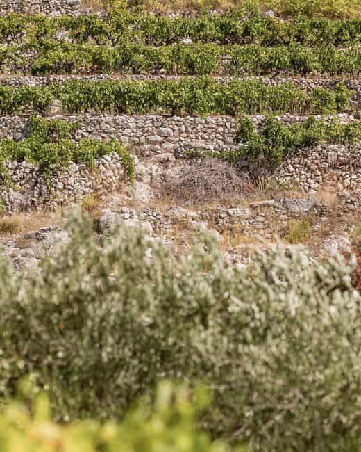 Stari Grad: Private Tuk-Tuk tour with Wine tasting - FAQs