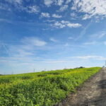 Stuttgart: Boßeltour with guide - The Course and Format