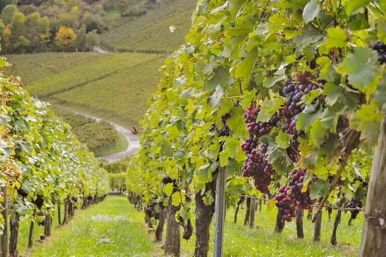 Stuttgart: Wine hike with wine tasting - Who Will Love This Tour?
