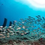 SUBMARINE ADVENTURE - Submarine Excursion in Puerto de Mogán - Organization and Comfort