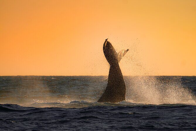 Sunrise Whale Watching boat tour with marine biologist - Final Thoughts