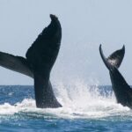 Sunset Whale Watching in San Jose del Cabo - The Itinerary in Detail
