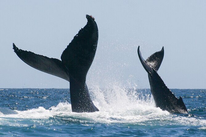 Sunset Whale Watching in San Jose del Cabo - The Itinerary in Detail