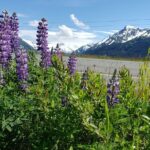 Sunset Wilderness Wildlife and Glacier Experience - What to Expect During the Day