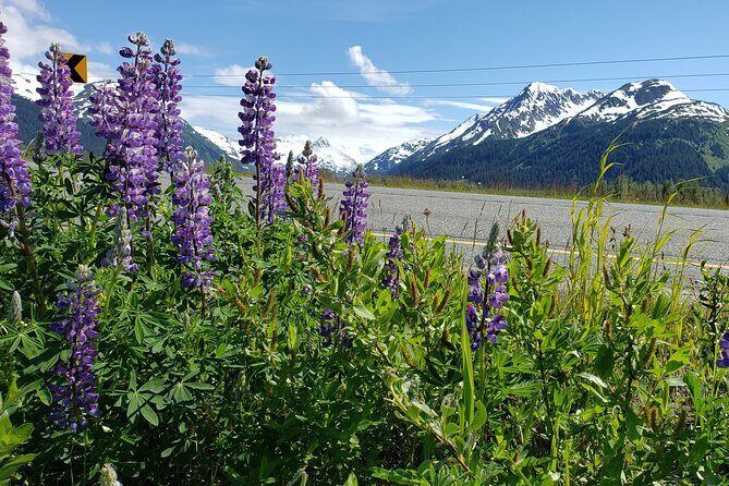 Sunset Wilderness Wildlife and Glacier Experience - What to Expect During the Day