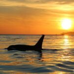 Sunset Zodiac Tour - Value for Money: Does It Justify the Price?