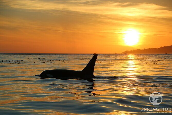 Sunset Zodiac Tour - Value for Money: Does It Justify the Price?