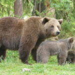 Suomussalmi, Finland: Bear Watching and photography night - Who Should Consider This Tour?