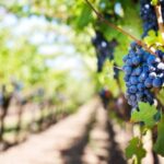 Sussex: Small-Group Wine Tours - Why You’ll Love This Tour