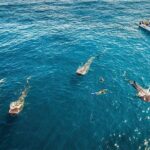 Swim Adventure with Whale Sharks in the Caribbean Sea from Riviera Maya & Cancún - Why This Tour Is Worth Considering