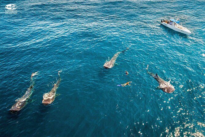 Swim Adventure with Whale Sharks in the Caribbean Sea from Riviera Maya & Cancún - Why This Tour Is Worth Considering