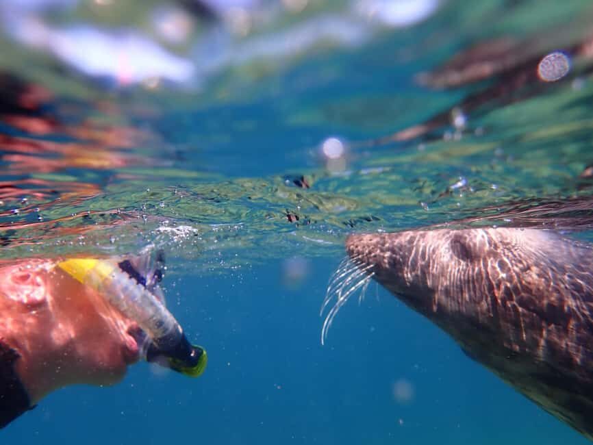 Swim and Snorkel with Seals. Boat Trip Penzance Cornwall - The Experience in Context: Why It Matters