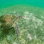 Swim with Sea Turtles in Akumal Plus Visit and Swim in a Cenote - Authentic Insights from Past Travelers
