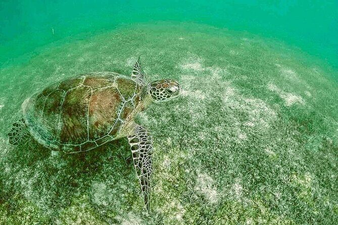 Swim with Sea Turtles in Akumal Plus Visit and Swim in a Cenote - Authentic Insights from Past Travelers