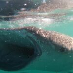 Swim with Whale Sharks in La Paz - Who Should Consider This Tour?