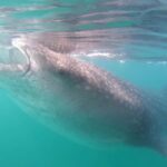 Swim with Whale Sharks in La Paz - Why This Tour Offers Great Value