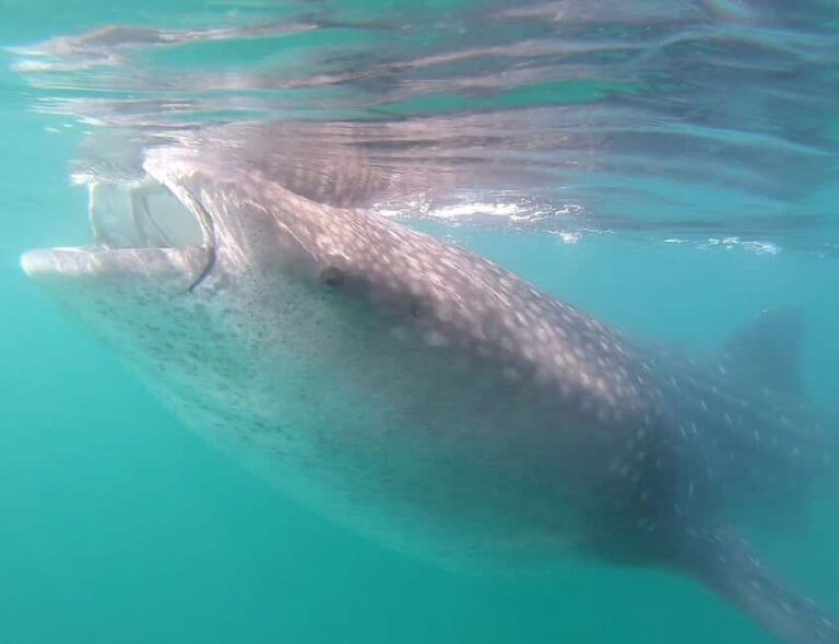 Swim with Whale Sharks in La Paz - Why This Tour Offers Great Value