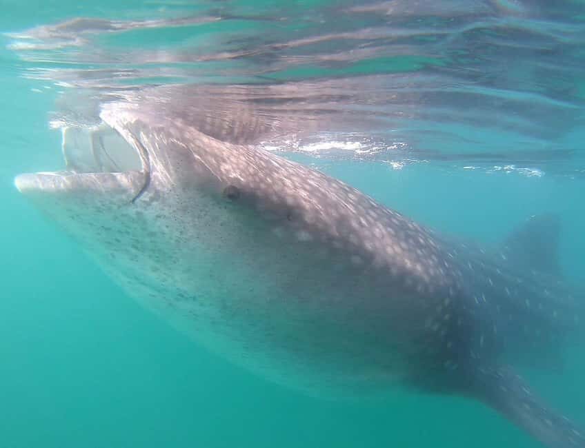 Swim with Whale Sharks in La Paz - Why This Tour Offers Great Value