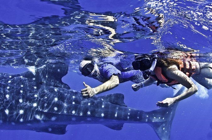Swim with Whale Sharks & Isla Mujeres - Who Would Love This Tour?  