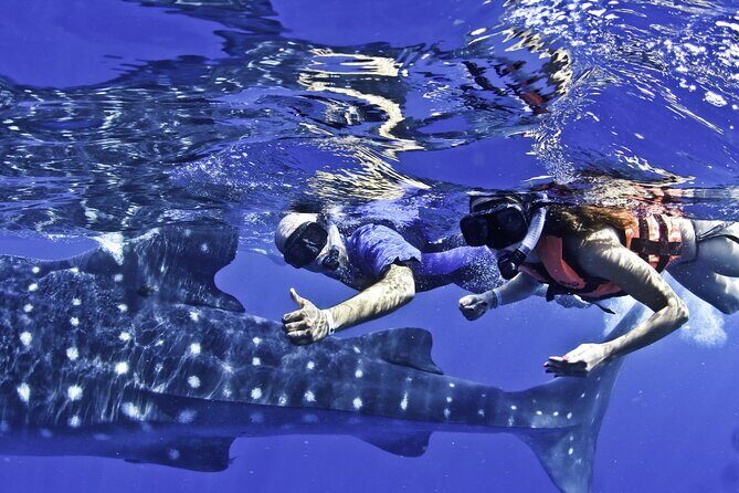 Swim with Whale Sharks & Isla Mujeres - The Value of This Tour