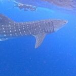 Swim with Whale Sharks Private tour from Playa del Carmen - Who Would Love This Experience?